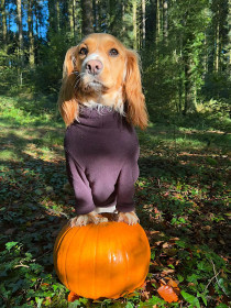 Pull Pour Chien, Espresso