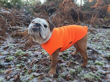 Débardeur Pour Chien, Orange Vif