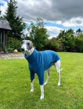 Pull Pour Chien, Sarcelle Foncée