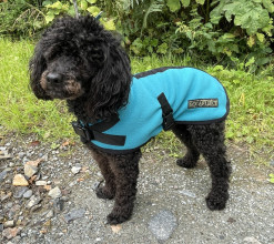 Manteau Pour Chien, Sarcelle