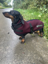 Manteau Pour Chien, Prune