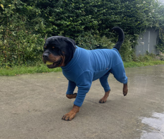 Habit Pour Chien, Sarcelle Foncée